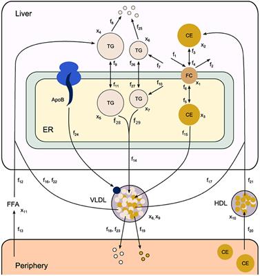 Metabolic Modeling Combined With Machine Learning Integrates Longitudinal Data and Identifies the Origin of LXR-Induced Hepatic Steatosis